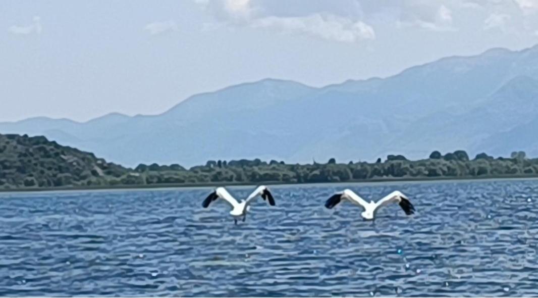Holiday Home Haustor With Skadar Lake View Podgorica Eksteriør bilde