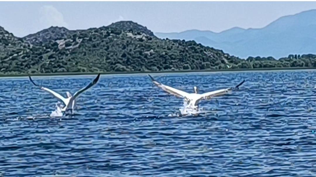 Holiday Home Haustor With Skadar Lake View Podgorica Eksteriør bilde