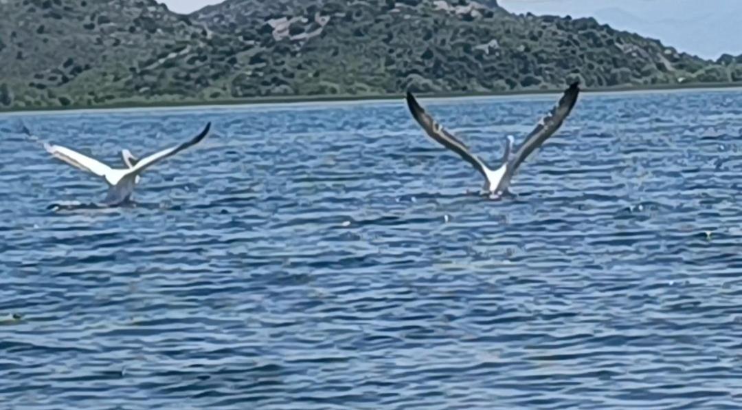Holiday Home Haustor With Skadar Lake View Podgorica Eksteriør bilde