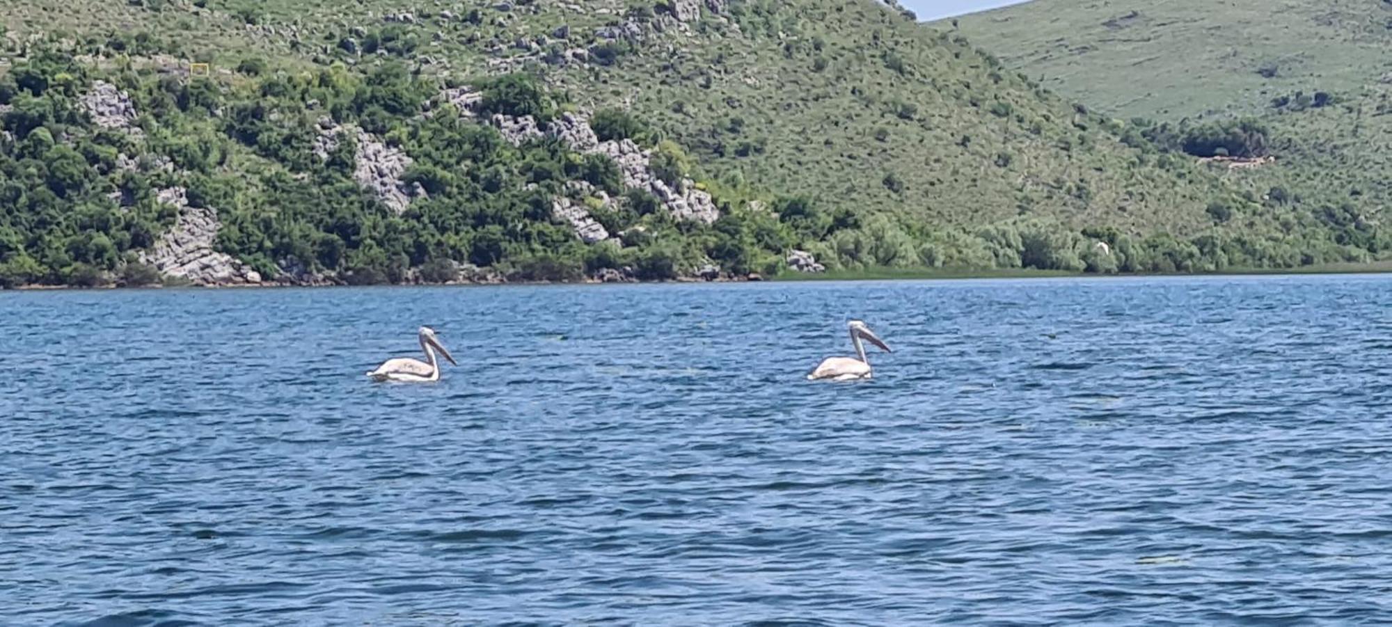 Holiday Home Haustor With Skadar Lake View Podgorica Eksteriør bilde